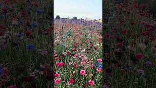 shropshire petalfield flowerfestival flowers [upl. by Reeves]