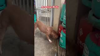 AMERICAN BULLY IN PHILIPPINES BARKING TO DAHLIA ❤️🔥 ameicanbully dogs asmr [upl. by Oswald470]