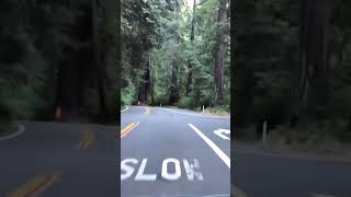 Richardson Grove State Park Route 101 California shortvideo [upl. by Ajnos]