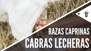 Las mejores cabras lecheras  Razas caprinas [upl. by Auhoj524]