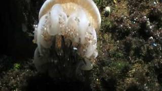 Artis aquarium Kwal ademt za 27 maart 2010 1452u flitsjeMOD [upl. by Inot712]