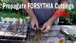 Propagate Forsythia Cuttings Under Mist [upl. by Leandre]