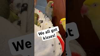 We all got a kiss 😚 talkingbird talkingparrot cuteanimals family love kisses couple parrot [upl. by Uzial]