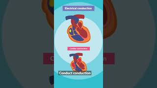 ECG Learn heart ecg ecgheart heartcondition [upl. by Gordie]