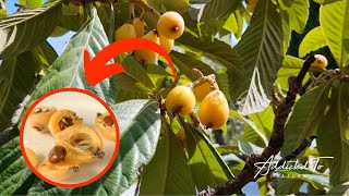 Ever heard of LOQUAT  Nespole Fruit Tree  Addicted To Nature [upl. by Ahtera]