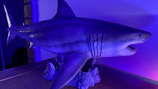 Megalodon Ghost Jaw Prehistoric Giant Shark Display Piece [upl. by Rema]