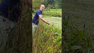 Pickerel weed pontederia cordata watergarden ponds permaculture gardening ediblegarden [upl. by Ejrog]