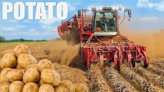 Potato Farming amp Processing  Start to Finish [upl. by Atimed]