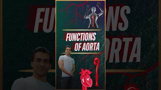 Functions of Aorta [upl. by Prior783]