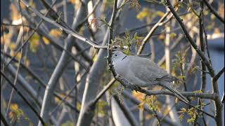 Partager tourterelle turque qui roucoule [upl. by Balcke369]