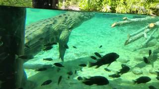 Nile Crocodile at Busch Gardens Tampa 922014 [upl. by Areic]