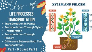 PART9TRANSPORTATION IN PLANTSCLASS10LIFE PROCESSESTRANSPORTATION checkmatescience5943 [upl. by Ennaxxor]