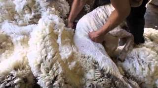 Merino sheep shearing Australia [upl. by Donalt]