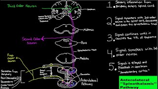 Spinothalamic Pathway Steps [upl. by Loram759]