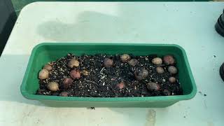 Growing Cycad seeds Propagating is fun [upl. by Ailemaj344]