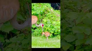 Crane Mother Feeding Seeds to Her Baby Crane Pictures [upl. by Ppilihp]