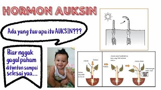 HORMON AUKSIN DAN FUNGSINYA [upl. by Tippets]