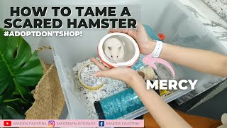 Taming a SCREAMING Scared Hamster  Sandra Faustina [upl. by Ark]