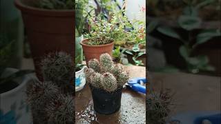 Propating Mammilaria Elongata a variety of succulent cactus beautiful terrace garden [upl. by Erialcyram]