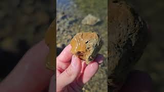 Cool Details In This Crinoid Stem fossils rockhounding teamrockit thefinders [upl. by Eirrotal]