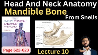 Mandible Bone  Head and Neck Anatomy  headandneckanatomy [upl. by Mroz]