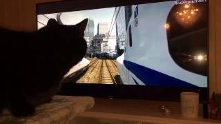 Cats reaction to Shin Gojira [upl. by Ronoel]