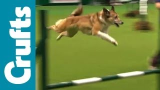 Agility  Team  Medium  Semi Finals  Crufts 2012 [upl. by Iarised]