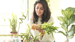 My Secret to Grow Healthy Lucky Bamboo Indoors amp Propagate Easily [upl. by Powel]