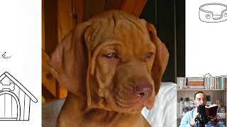 Vizsla Dog Temperament price how to choose facts care [upl. by Eat296]