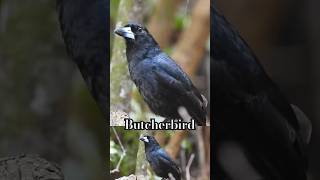 Butcherbird TNQ [upl. by Natka]