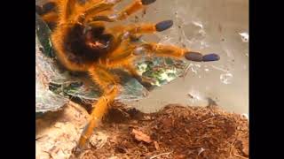 The usambara orange baboon tarantula [upl. by Evelunn]