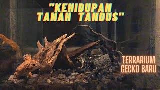 quotKehidupan Tanah Tandusquot Terrarium Tomat Si Gecko [upl. by Joselyn960]