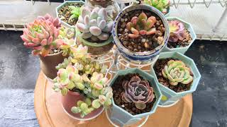 Exotic succulents are almost ready for winter home succulents indoorplants wintercare [upl. by Marr]