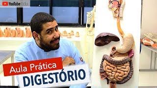 Sistema Digestório 55 Aula prática com Wedson Vilanova  Anatomia etc [upl. by Schellens331]