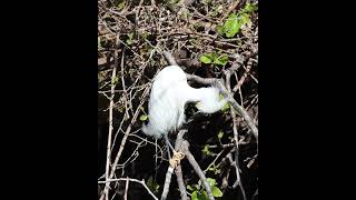 GARCITA BLANCA ACICALÁNDOSE birds nature aves faunaargentina avesargentinas naturaleza [upl. by Ynabla]