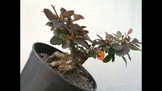 Berberis Bonsai Tree [upl. by Macfadyn607]