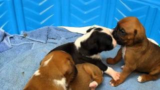 3 Week old boxer puppies at Play [upl. by Rosane]