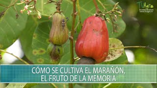 Como se cultiva el Marañon el fruto de la memoria  TvAgro por Juan Gonzalo Angel Restrepo [upl. by Nimsaj]