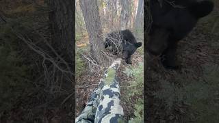 He’s just a curious little guy 😁 bear outdoors hunting camoflage woods blackbear wildlife [upl. by Baldwin]