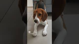 My dog outside vs insidedog dogbreed justbeagles puppy [upl. by Yreffej]