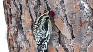 Woodpeckers  Calming Relaxing Video [upl. by Enialahs]