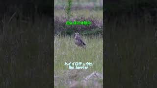 Hen harrier 休憩中のハイイロチュウヒ [upl. by Aidne]