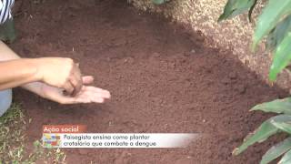 TV ZAN  COTIDIANO  PLANTIO CROTALÁRIA DENGUE  JOÃO PAULO SANTOS  02032015 [upl. by Neyu]