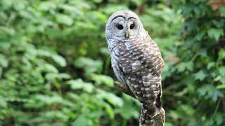 Barred Owls 18 [upl. by Hendren]