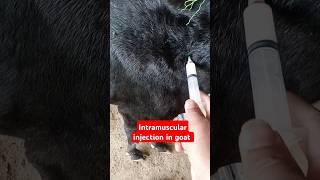 Placenta Treatmentpyometragenital diseaseintramuscular injectionantibiotic 💉 goat shortsfeed [upl. by Gail]