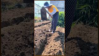 planting planting tips pepper planting technology TikTok helps farmers [upl. by Ahsilad]