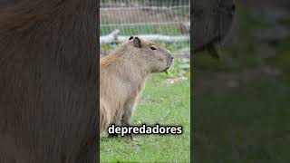 Capibaras Sobreviviendo a un Mundo de Peligros capibara animales naturaleza [upl. by Burdett92]