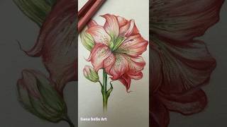 How to draw Lilium with colored pencils [upl. by Sukhum915]