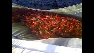 Spring Harvest Ogata Koi Farm Japan  Netting Ponds [upl. by Deva]