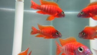 How To Breed African Cichlids [upl. by Alvie]